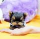 Yorkshire Terrier Puppies for sale in Walnut, CA, USA. price: NA