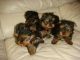 Yorkshire Terrier Puppies for sale in Alamo, TX 78516, USA. price: $350