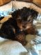 Yorkshire Terrier Puppies for sale in Cookeville, TN, USA. price: NA