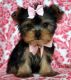 Yorkshire Terrier Puppies for sale in Germantown, TN, USA. price: NA