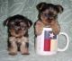 Yorkshire Terrier Puppies for sale in Germantown, TN, USA. price: NA