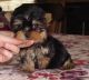 Yorkshire Terrier Puppies for sale in Portsmouth, VA, USA. price: $200