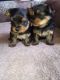 Yorkshire Terrier Puppies for sale in Portsmouth, VA, USA. price: $200