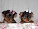 Yorkshire Terrier Puppies for sale in Portsmouth, VA, USA. price: $250