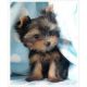 Yorkshire Terrier Puppies for sale in Lufkin, TX, USA. price: NA