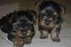 Yorkshire Terrier Puppies for sale in Leeds, Northampton, MA 01053, USA. price: NA
