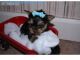 Yorkshire Terrier Puppies for sale in MA-116, South Hadley, MA, USA. price: NA