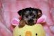 Yorkshire Terrier Puppies for sale in MA-116, South Hadley, MA, USA. price: NA