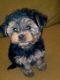 Yorkshire Terrier Puppies for sale in NC-55, Fuquay Varina, NC 27526, USA. price: NA