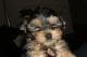 Yorkshire Terrier Puppies for sale in 103 Broadway, New York, NY 10025, USA. price: NA