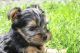 Yorkshire Terrier Puppies for sale in Eustis, FL, USA. price: NA