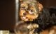 Yorkshire Terrier Puppies for sale in Philadelphia, PA 19019, USA. price: NA