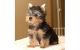 Yorkshire Terrier Puppies for sale in NC-55, Fuquay Varina, NC 27526, USA. price: NA