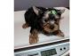 Yorkshire Terrier Puppies for sale in Providence, RI, USA. price: $300