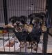 Yorkshire Terrier Puppies for sale in Miami Gardens, FL, USA. price: NA