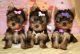 Yorkshire Terrier Puppies for sale in Dallas, TX 75260, USA. price: NA