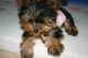 Yorkshire Terrier Puppies for sale in Greenville, MS, USA. price: NA