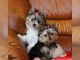 Yorkshire Terrier Puppies for sale in Houston Ave, Houston, TX, USA. price: NA