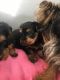 Yorkshire Terrier Puppies for sale in Oklahoma City, OK 73101, USA. price: NA