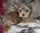 Yorkshire Terrier Puppies for sale in Corpus Christi, TX 78401, USA. price: NA