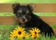 Yorkshire Terrier Puppies for sale in New Market, Elko New Market, MN 55054, USA. price: NA