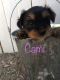 Yorkshire Terrier Puppies for sale in Desert Hot Springs, CA, USA. price: $600