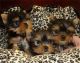 Yorkshire Terrier Puppies for sale in Lawrenceville, GA, USA. price: $240
