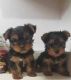 Yorkshire Terrier Puppies for sale in Lawrenceville, GA, USA. price: $240