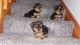 Yorkshire Terrier Puppies for sale in Little Rock, AR, USA. price: $500