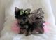 Yorkshire Terrier Puppies for sale in New Market, Elko New Market, MN 55054, USA. price: NA