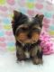 Yorkshire Terrier Puppies for sale in Florida City, Floride, États-Unis. price: NA