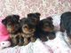 Yorkshire Terrier Puppies for sale in Pottsboro, TX 75076, USA. price: NA