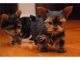 Yorkshire Terrier Puppies for sale in Spartanburg School District 03, SC, USA. price: NA