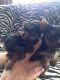 Yorkshire Terrier Puppies for sale in Kentucky Dam, Gilbertsville, KY 42044, USA. price: NA