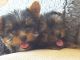 Yorkshire Terrier Puppies for sale in Boise County, ID, USA. price: NA
