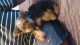 Yorkshire Terrier Puppies for sale in Indianapolis, IN 46268, USA. price: $800