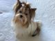 Yorkshire Terrier Puppies for sale in Québec City, QC, Canada. price: NA