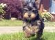 Yorkshire Terrier Puppies for sale in Denton, TX, USA. price: NA