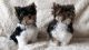 Yorkshire Terrier Puppies for sale in California Ave, Joint Base Andrews, MD 20762, USA. price: NA