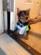 Yorkshire Terrier Puppies for sale in Milwaukee, WI, USA. price: $999