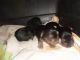Yorkshire Terrier Puppies for sale in Montgomery, AL, USA. price: NA