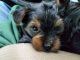 Yorkshire Terrier Puppies for sale in Charlottesville, VA, USA. price: NA
