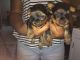 Yorkshire Terrier Puppies for sale in Maitland, FL, USA. price: NA