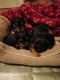 Yorkshire Terrier Puppies for sale in Spotsylvania, VA, USA. price: $850
