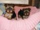 Yorkshire Terrier Puppies for sale in Park Manor Blvd, Pittsburgh, PA, USA. price: NA