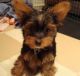 Yorkshire Terrier Puppies for sale in Austin St, Queens, NY, USA. price: NA