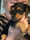Yorkshire Terrier Puppies for sale in Holtsville, NY, USA. price: NA