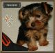 Yorkshire Terrier Puppies for sale in North Carolina Central University, Durham, NC, USA. price: NA
