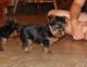 Yorkshire Terrier Puppies for sale in Florida City, Floride, États-Unis. price: NA