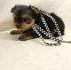 Yorkshire Terrier Puppies for sale in Maiden Rock, WI 54750, USA. price: NA
